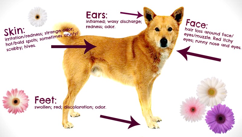 Dealing with Pet Allergies: Strategies for Managing Allergic Reactions in the Household - image 3