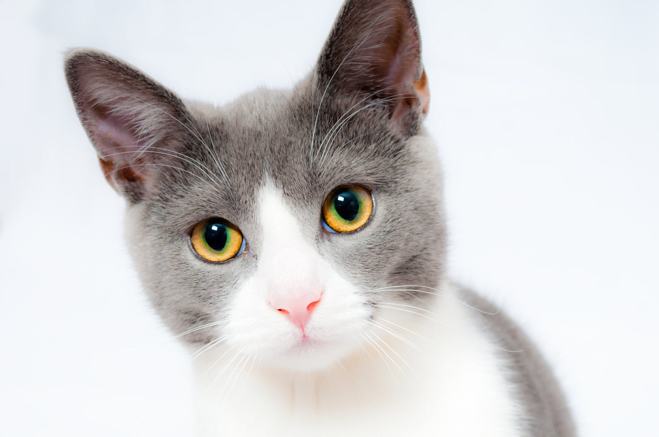 Understanding and Managing Cat Behavior - image 3