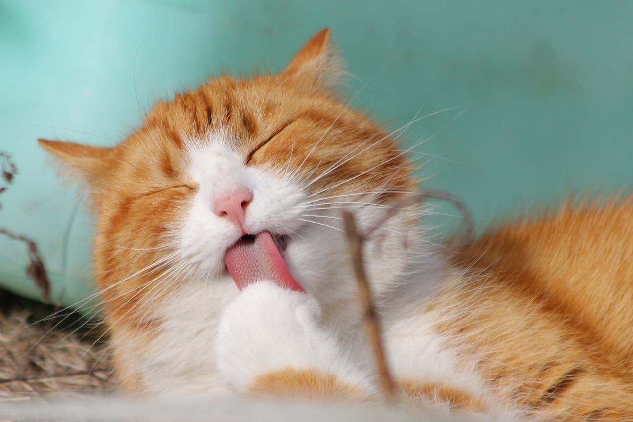 Understanding and Managing Cat Behavior